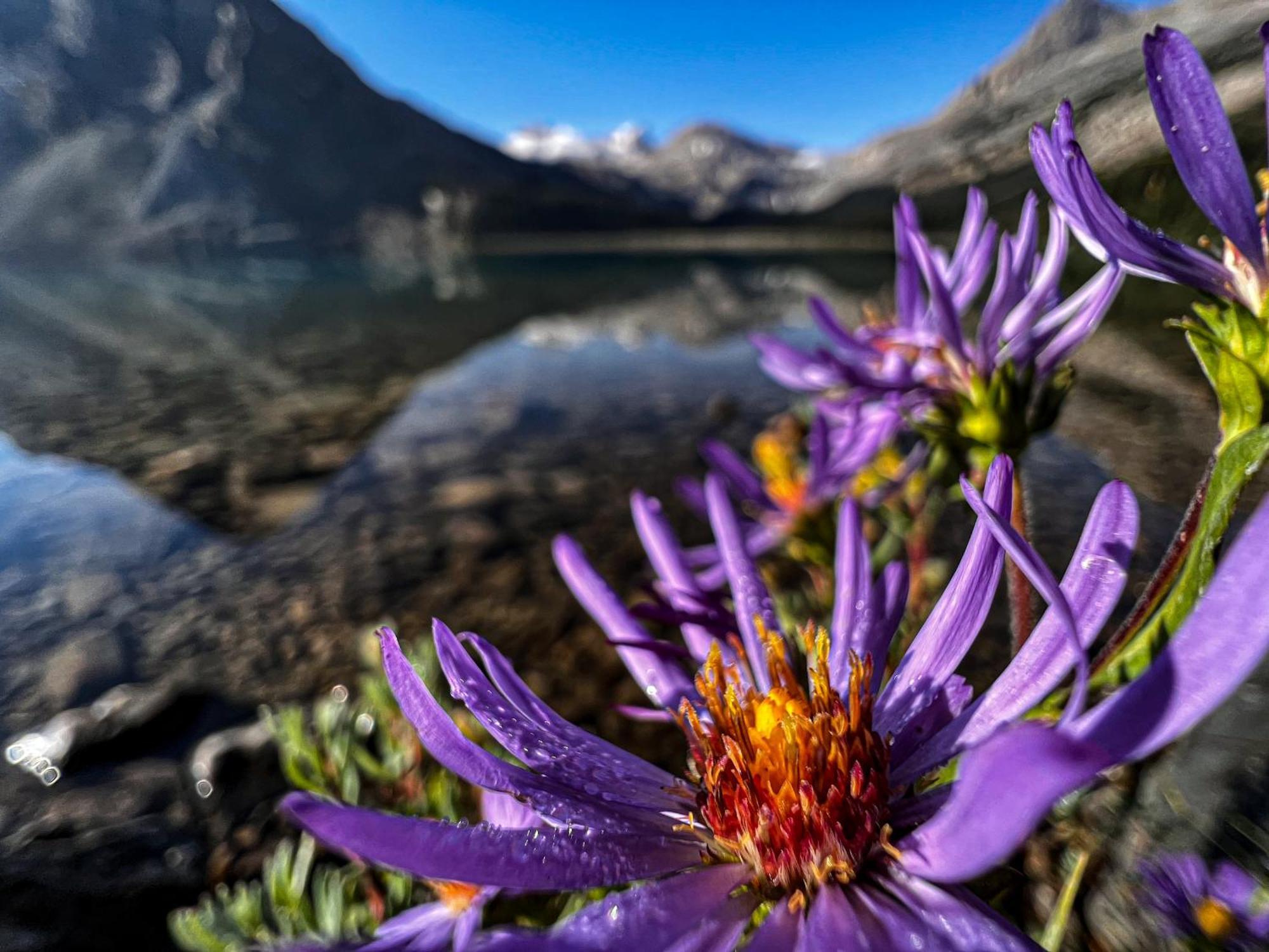 The Lodge At Bow Lake 露易丝湖 外观 照片